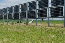 Cows on solar pasture with solar in rows.jpeg