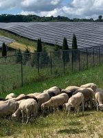 Solar Sheep Kip.jpg