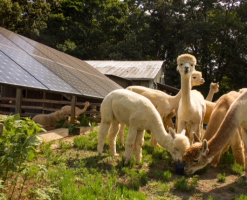 Alpaca - Photo by Scott Sklar