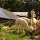 Alpaca - Photo by Scott Sklar