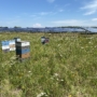 Bee hive boxes & Yarrow - Rob