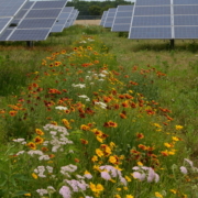 Pollinator flowers adjacent to solar panels
