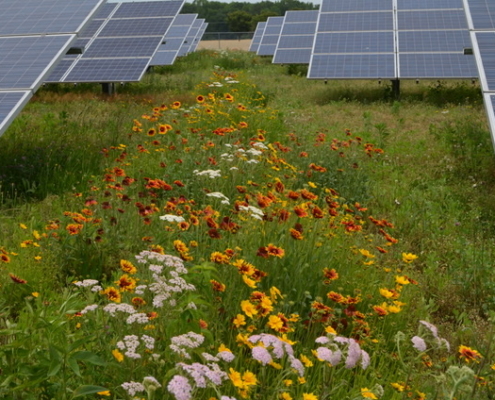 Pollinator flowers adjacent to solar panels