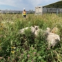 Plants, Sheep, and Solar Installer - Rob