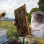 Solar Bee Keeping, NREL