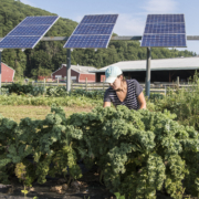 UMass Grad student Kristin Oleskwwicz harvests vegetables grown under PV arrays at a test plot at the UMass Crop Animal Research and Education Center in South Deerfield, MA