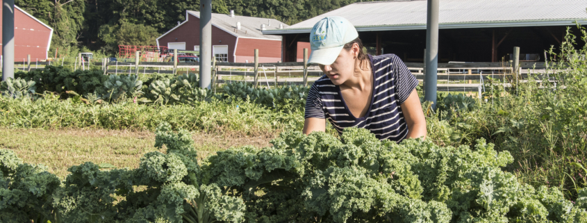 UMass Grad student Kristin Oleskwwicz harvests vegetables grown under PV arrays at a test plot at the UMass Crop Animal Research and Education Center in South Deerfield, MA