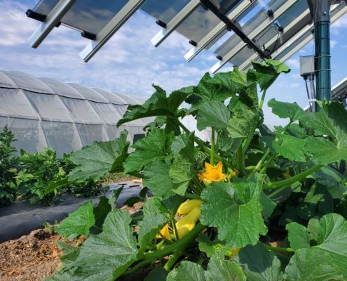 Solar Panels and garden