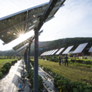 August 28, 2018 - NREL researchers Jordan Macknick and Paul Torcelini along with UMass professor Stephen Herbert survey the test plot at the UMass Crop Animal Research and Education Center in South Deerfield, MA. They are working with teams from UMass Clean Energy Extension and Hyperion on a photovoltaic dual-use research project, simultaneously growing crops under PV arrays while producing electricity from the panels. The project is part of the DOE InSPIRE initiative seeking to improve the environmental compatibility and mutual benefits of solar development with agriculture and native landscapes. (Photo by Dennis Schroeder / NREL)