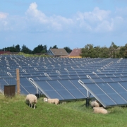 Sheep among solar panels