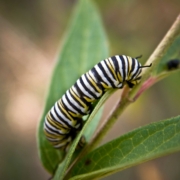 monarch larvae