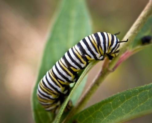 monarch larvae