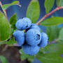 Agrivoltaic blueberry farm pilot program in Maine.