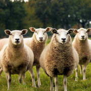 sheep standing in a field