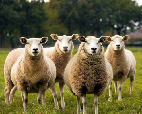 sheep standing in a field