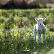 Sheep grazing on Agrisolar farmland.