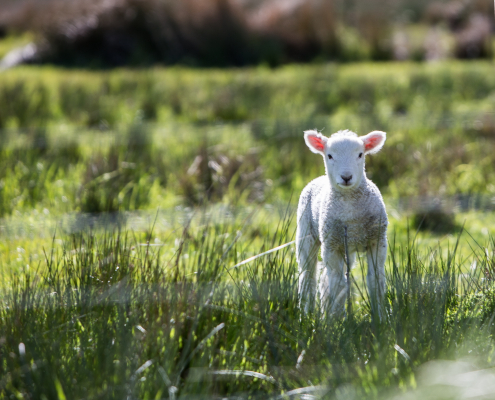 Sheep grazing on Agrisolar farmland.