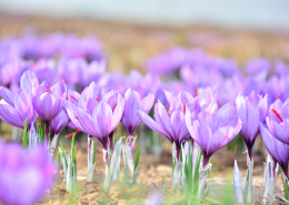 saffron