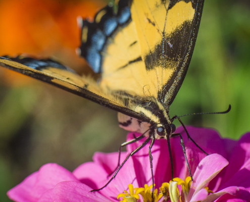 Butterfly, USDA Flickr