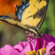Butterfly, USDA Flickr