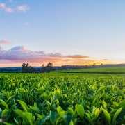 sunny farmland