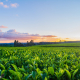 sunny farmland