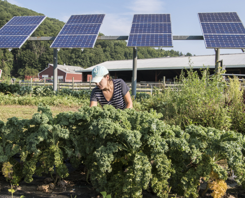 August 29, 2018 - UMass Grad student Kristin Oleskwwicz harvests vegetables grown under PV arrays at a test plot at the UMass Crop Animal Research and Education Center in South Deerfield, MA. NREL researcher Jordan Macknick is working with teams from UMass Clean Energy Extension and Hyperion on a photovoltaic dual-use research project at the site. The project is researching simultaneously growing crops under PV arrays while producing electricity from the panels and is part of the DOE InSPIRE project seeking to improve the environmental compatibility and mutual benefits of solar development with agriculture and native landscapes. (Photo by Dennis Schroeder / NREL)