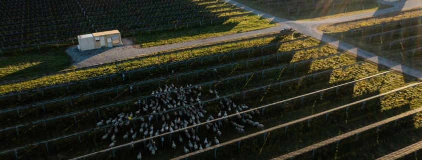 Sheep under solar panels