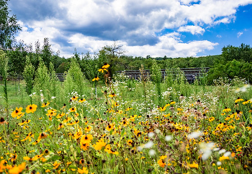 A field of flowers