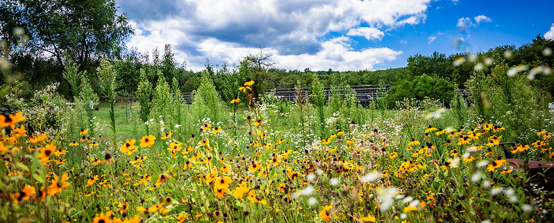 A field of flowers