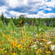 A field of flowers