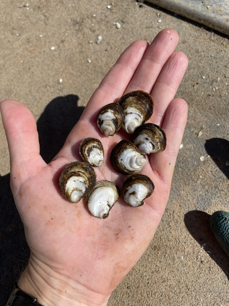 Case Study Solar Oysters LLC AgriSolar Clearinghouse