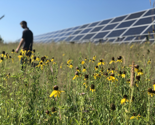 Man walking through flowers in front of solar panel array.