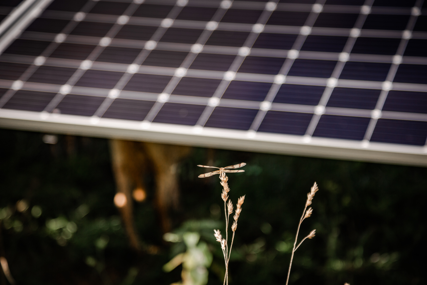 Agrisolar Ownership: A Guide for Farmers, Ranchers, Communities, and ...