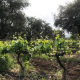 Olive trees in a vineyard agroforestry system provide shade to Malbec vines below, protecting them from extreme heat and sunburn.